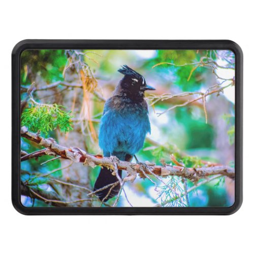 Stellers Jay _ Original Photograph Hitch Cover