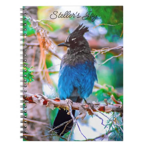 Stellers Jay _ Original Photograph Notebook