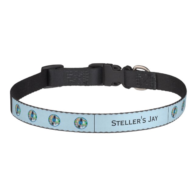 Steller's Jay - Original Photograph Pet Collar (Front)