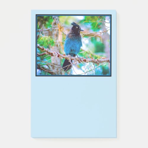 Stellers Jay _ Original Photograph Post_it Notes