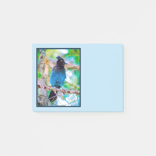 Stellers Jay _ Original Photograph Post_it Notes