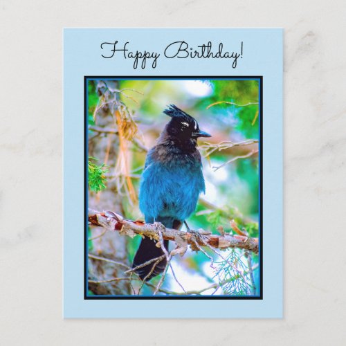 Stellers Jay _ Original Photograph Postcard