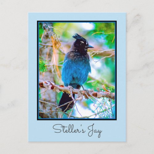 Stellers Jay _ Original Photograph Postcard