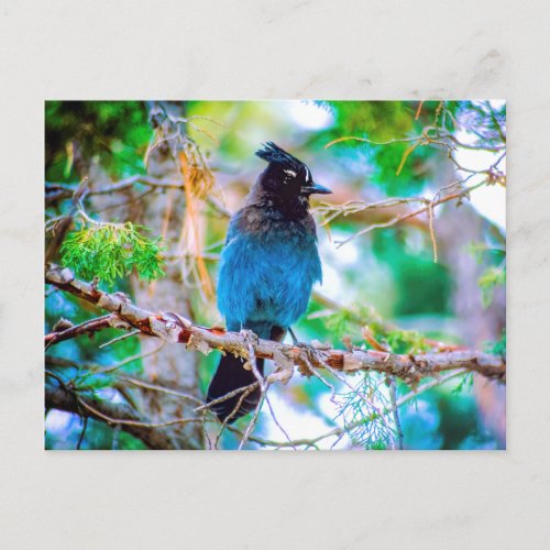 Stellers Jay _ Original Photograph Postcard