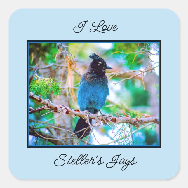Steller's Jay - Original Photograph Square Sticker (Front)