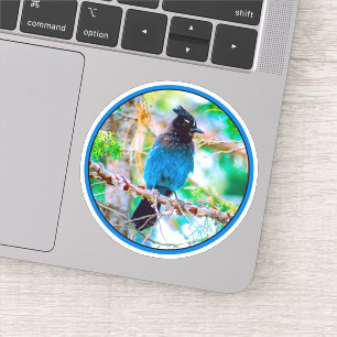 Steller's Jay - Original Photograph Sticker