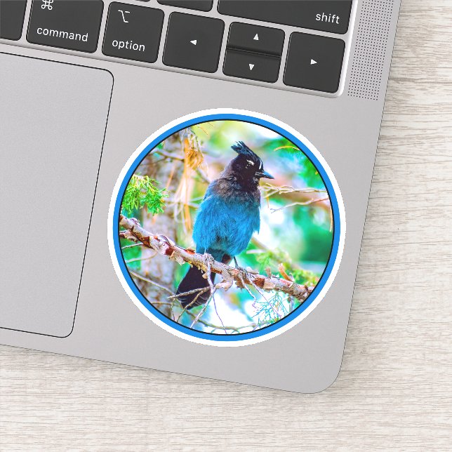 Steller's Jay - Original Photograph Sticker (Detail)