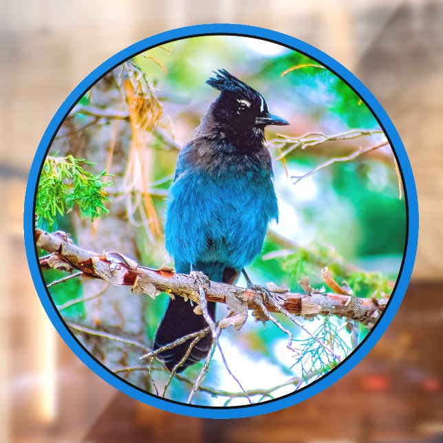 Steller's Jay - Original Photograph Window Cling (Sheet 2)