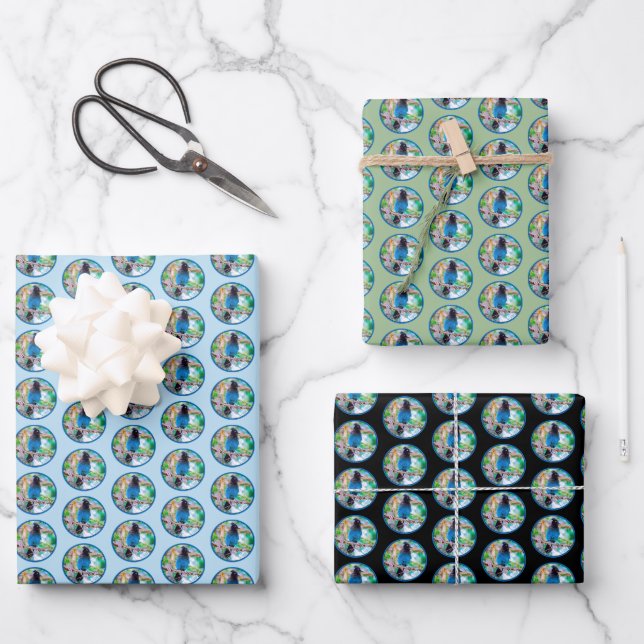 Steller's Jay - Original Photograph Wrapping Paper Sheets (Front)