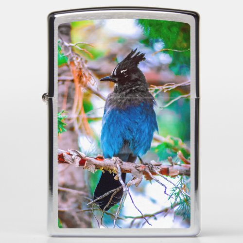 Stellers Jay _ Original Photograph Zippo Lighter