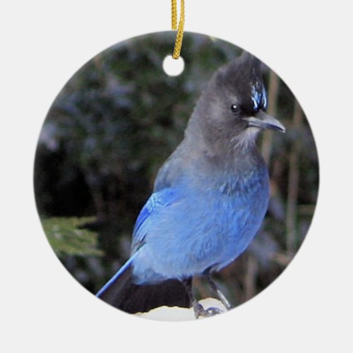 Stellers Jay Ornament