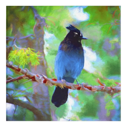 Stellers Jay Painting _ Original Bird Art