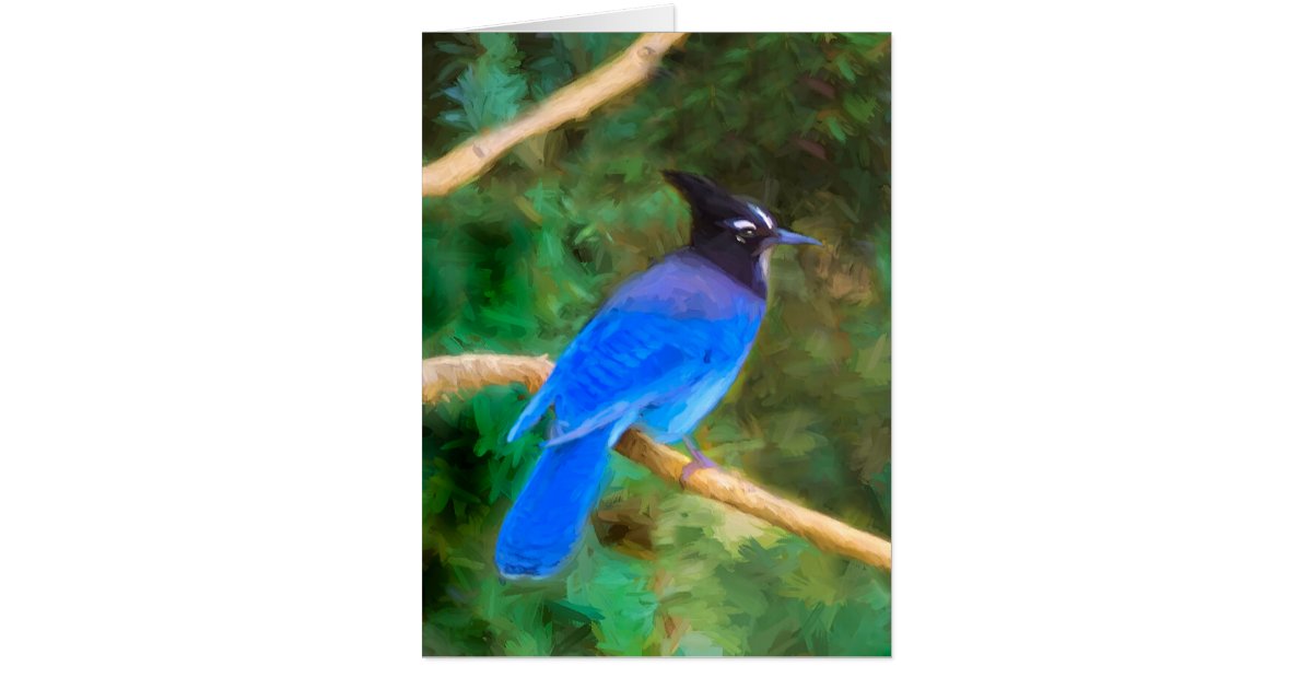 Steller's Jay Painting - Original Bird Art Card | Zazzle