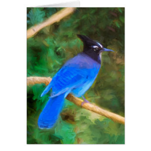 Steller's Jay Painting - Original Bird Art Cards