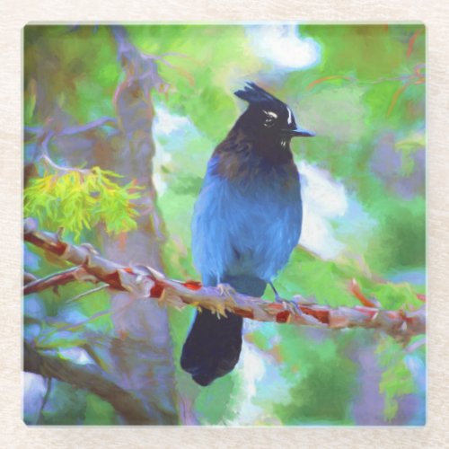 Stellers Jay Painting _ Original Bird Art Glass Coaster