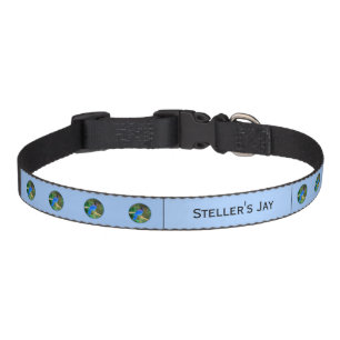 Steller's Jay Painting - Original Bird Art Pet Col Pet Collar
