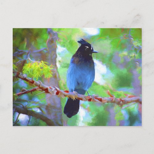 Stellers Jay Painting _ Original Bird Art Postcard