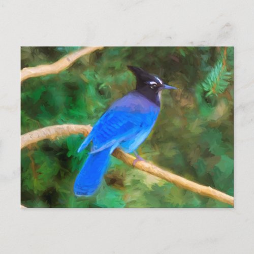 Stellers Jay Painting _ Original Bird Art Postcard