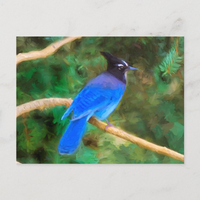 Steller's Jay Painting - Original Bird Art Postcard (Front)