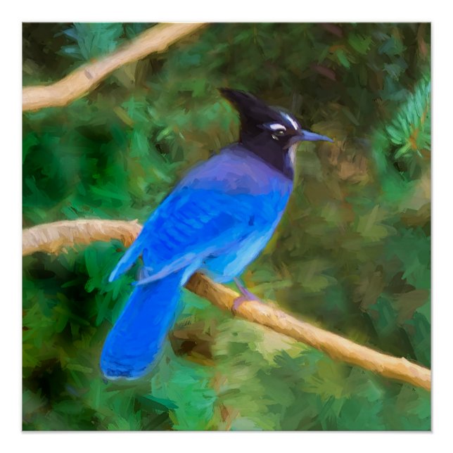 Steller's Jay Painting - Original Bird Art Poster (Front)