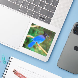Steller's Jay Painting - Original Bird Art Sticker