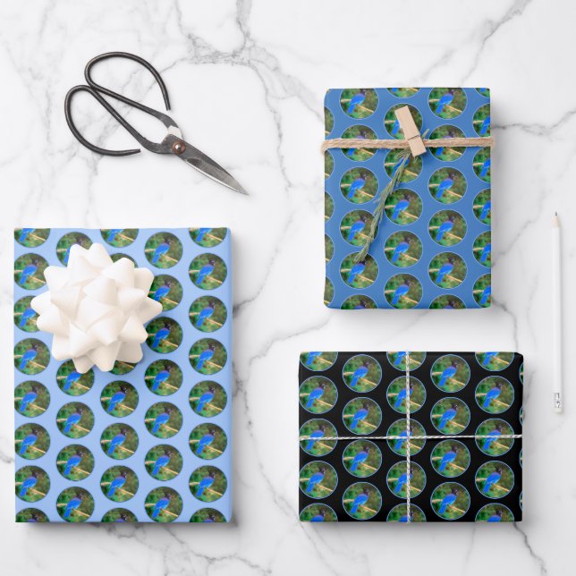 Steller's Jay Painting - Original Bird Art Wrapping Paper Sheets (Front)
