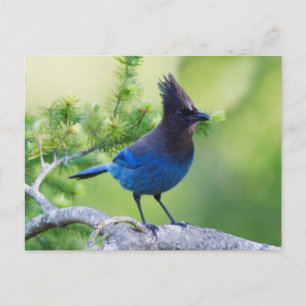 Steller's Jay Postcard