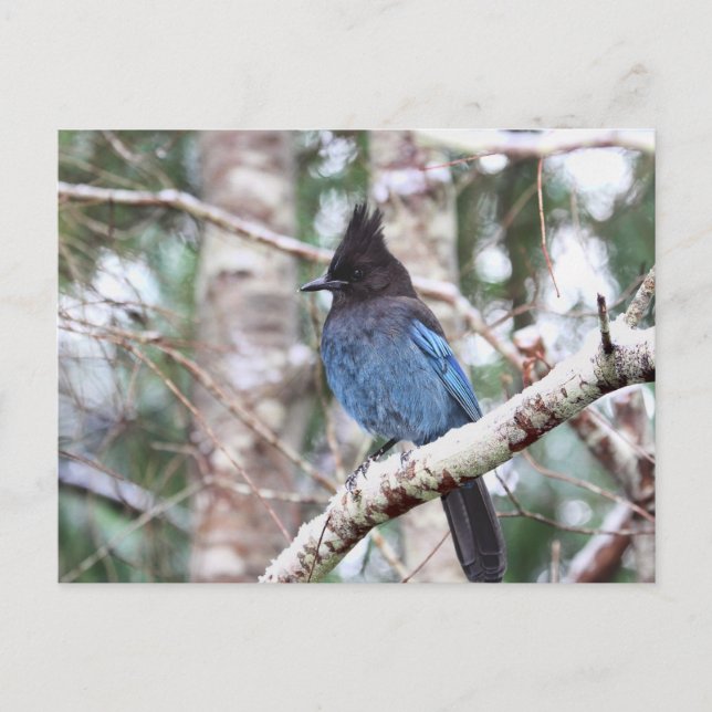 Steller's Jay Postcard (Front)