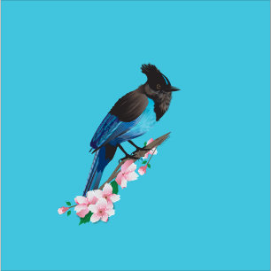 Steller's Jay Towel