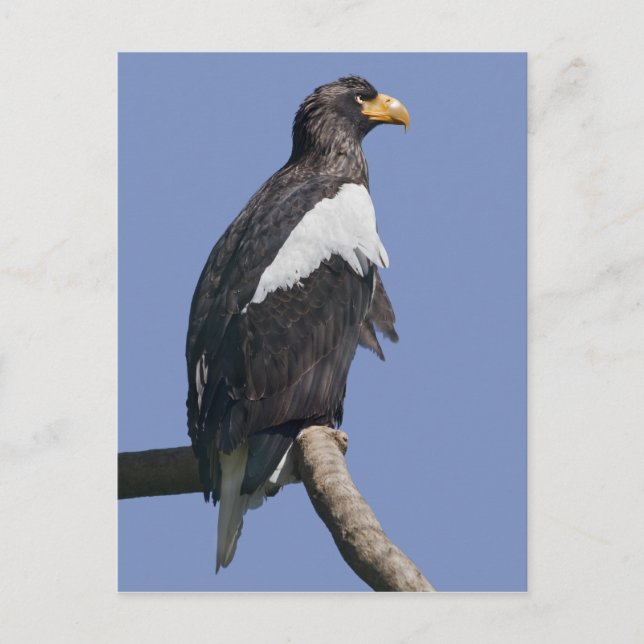 Steller's Sea Eagle Postcard (Front)