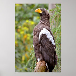 Steller's Sea Eagle Poster