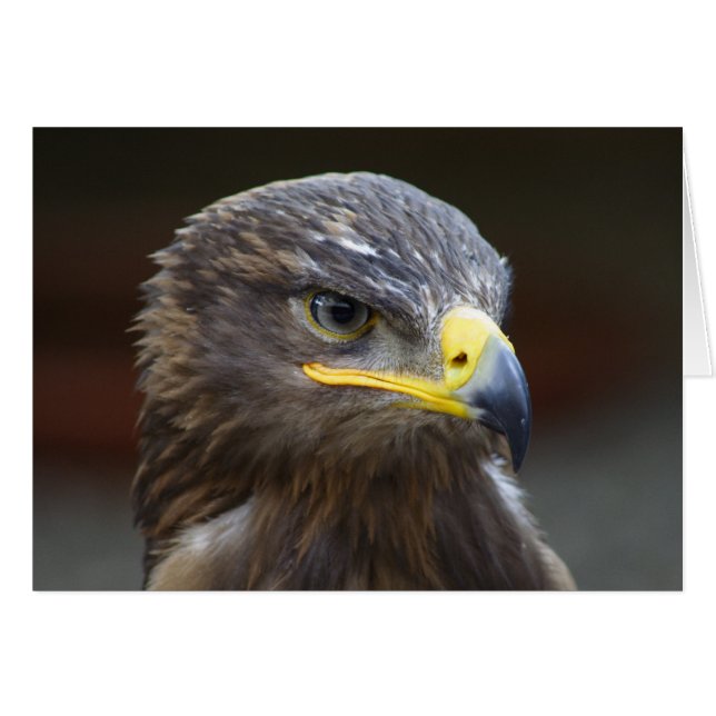 Steppe Eagle Close-Up Portrait (Front Horizontal)