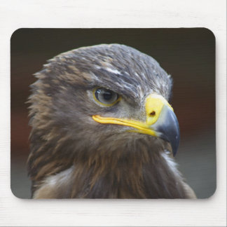Steppe Eagle Close-Up Portrait Mouse Pad
