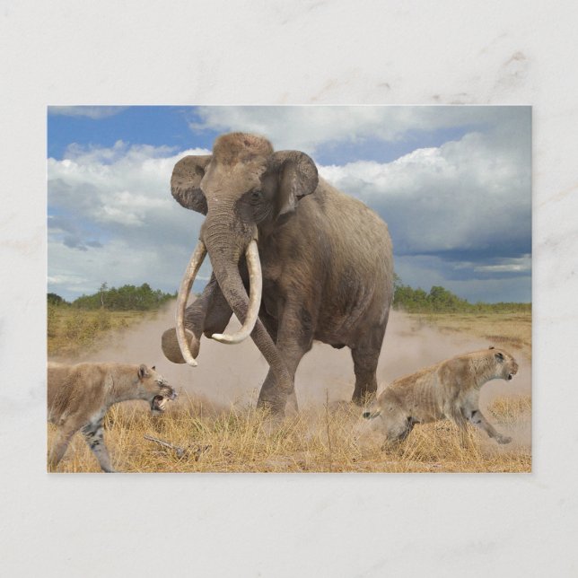Steppe Mammoth Postcard (Front)