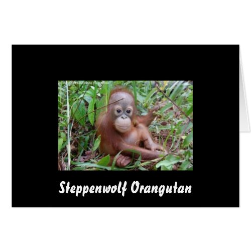 Steppenwolf the Orangutan Orphan