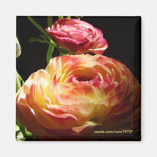 Stepping Stones Magnet (Front)