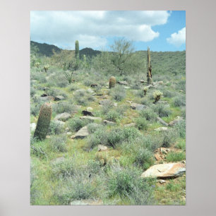 Stepping Stones Sonoran Desert Poster Art Prints