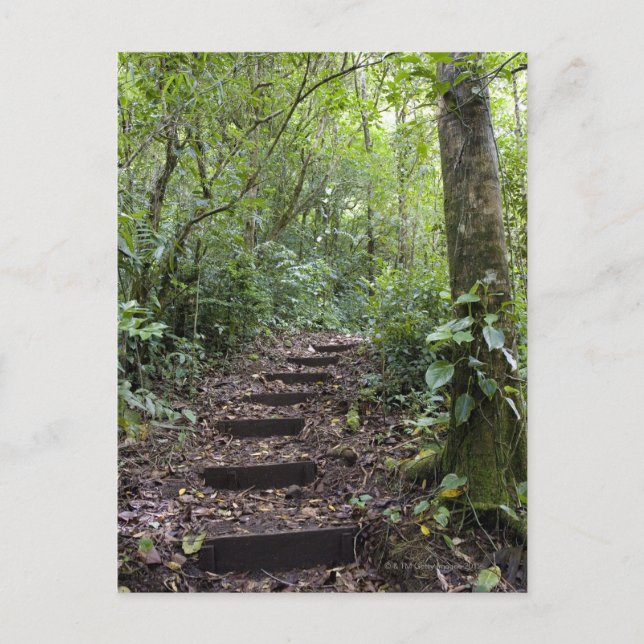 Steps ascending on path. Tropical Cloud Forest Postcard (Front)