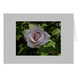 sterling silver rose cards