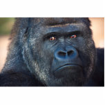 Stern Gorilla Face Statuette<br><div class="desc">Closeup photo of a stern looking gorilla. Don't get on this guy's bad side</div>