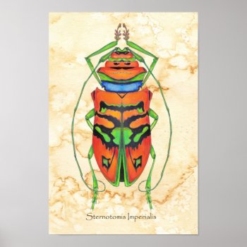 Sternotomis Imperialis Poster by aftermyart at Zazzle