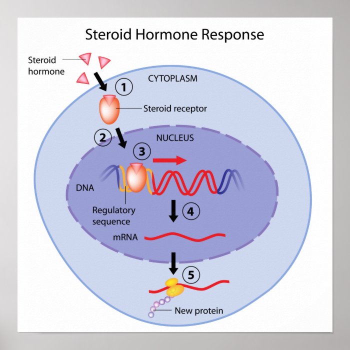 Steroid hormone action Poster