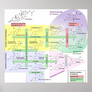 Steroidogenesis Biological Chemical Diagram Poster