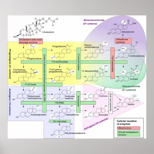 Steroidogenesis Biological Chemical Diagram Poster