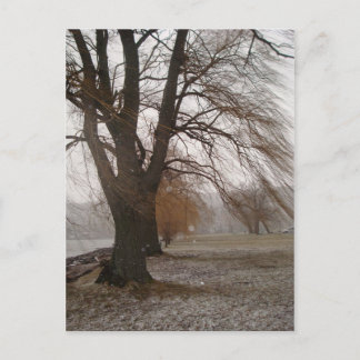 Stewart Park, Cayuga Lake Postcard