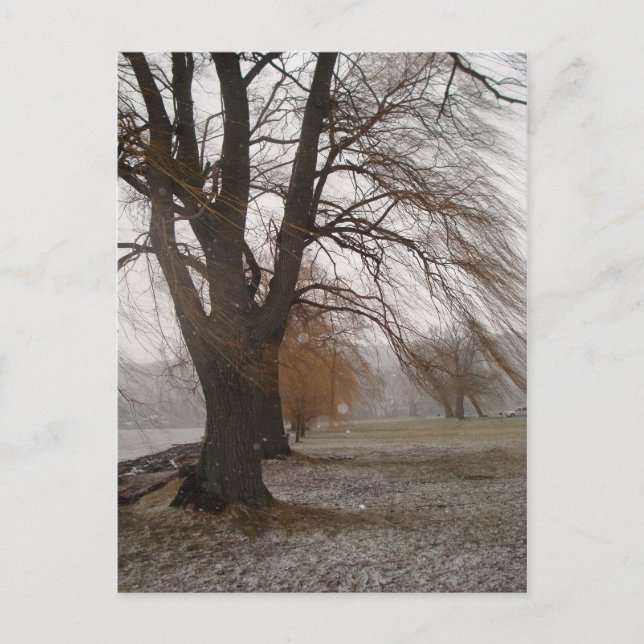 Stewart Park, Cayuga Lake Postcard (Front)