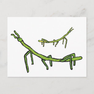 Stick Bug Insect Postcard