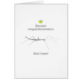 Stick Insect g5 (Front)