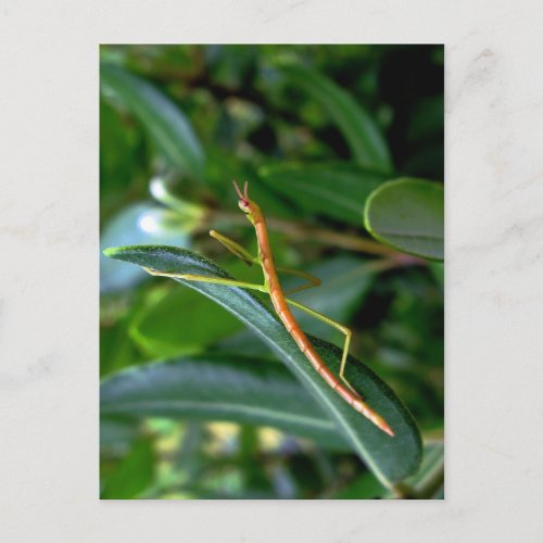 stick insect postcard