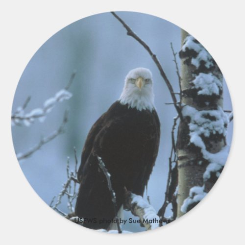 Sticker  Bald Eagle in Winter